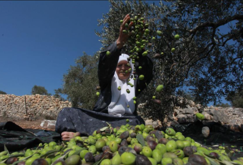 سيدة فلسطينية تجني محصول الزيتون بالضفة الغربية-صورة أرشيفية