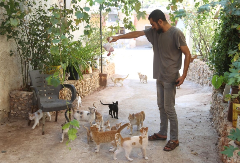 الشاب السوري يدعو أصحاب الخير للمساعدة في توفير الطعام والأدوية للقطط