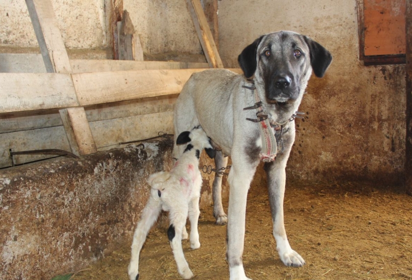 الحمل يرضع من أمه والكلبة معا
