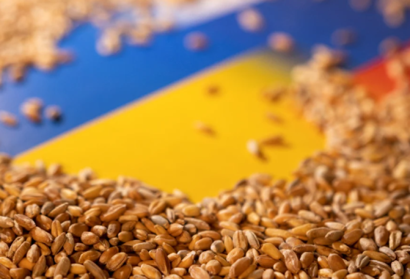 القمح الأوكراني-صورة أرشيفية