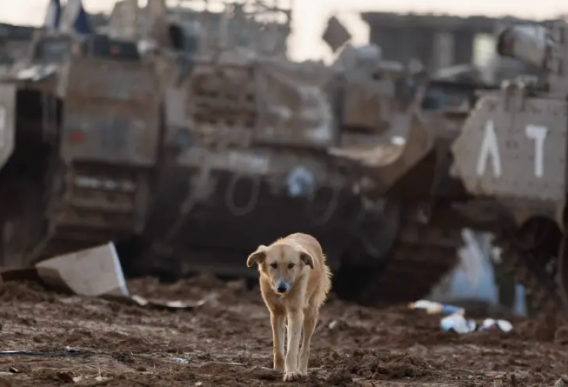 الكلاب الضالة تطارد سكان الخليل الفلسطينية
