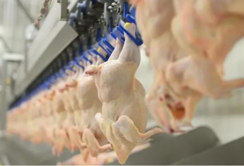 تم تحديد حصة محددة لصادرات لحوم الدجاج لكل شركة بحد أقصى 10 آلاف طن شهرياً