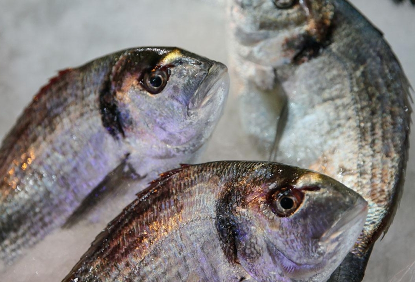 مصر تطلب استيراد سمك الدنيس وقاروص البحر من تركيا