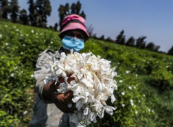 جنة الياسمين في مصر تعطر العالم بعبقها