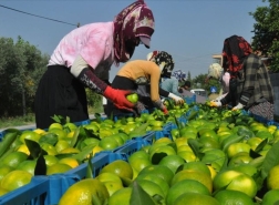 العراق في المرتبة الثانية باستيراد الحمضيات التركية