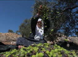 قلق لدى مزارعي الزيتون الفلسطينيين من تصاعد اعتداءات المستوطنين