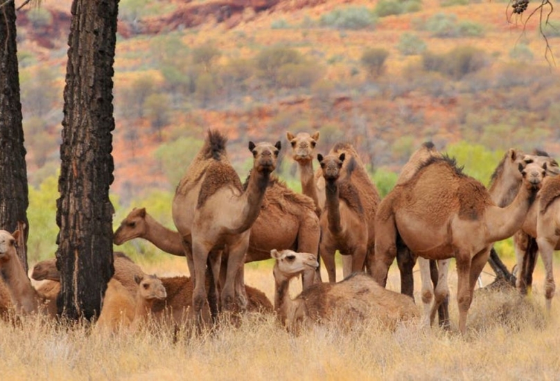 قطيع من الجمال في استراليا-أرشيفية