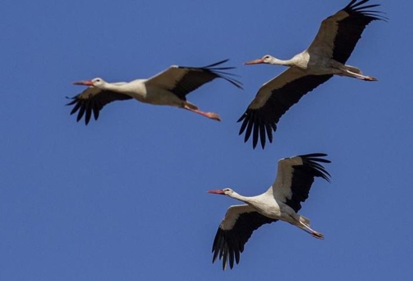 طيور اللقلق المهاجرة-أرشيفية