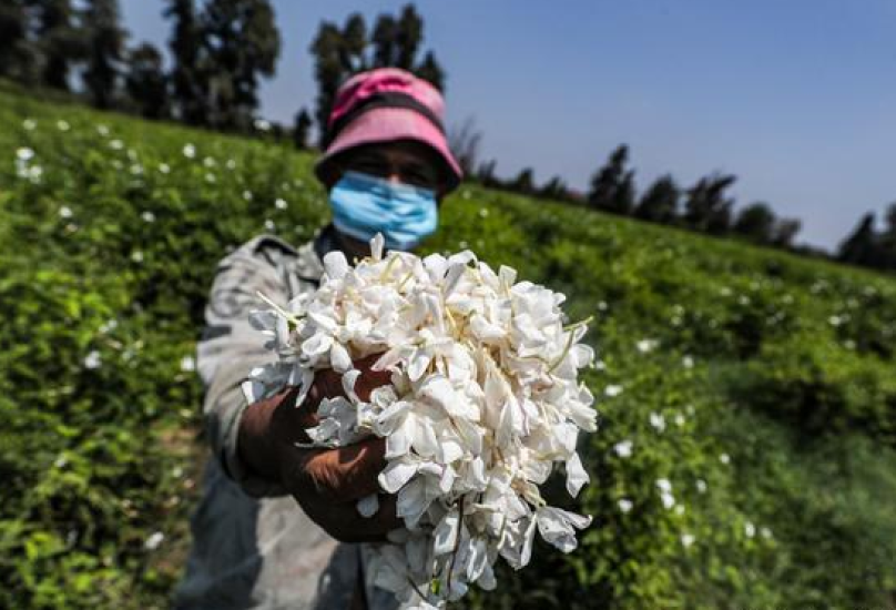  في مصر، تقع أكثر من 90 في المائة من مزارع الياسمين في محافظة الغربية