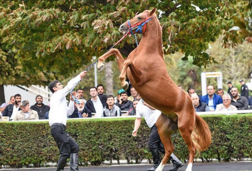 يتميز الخيل العربي الأصيل بجمال شكله الخارجي