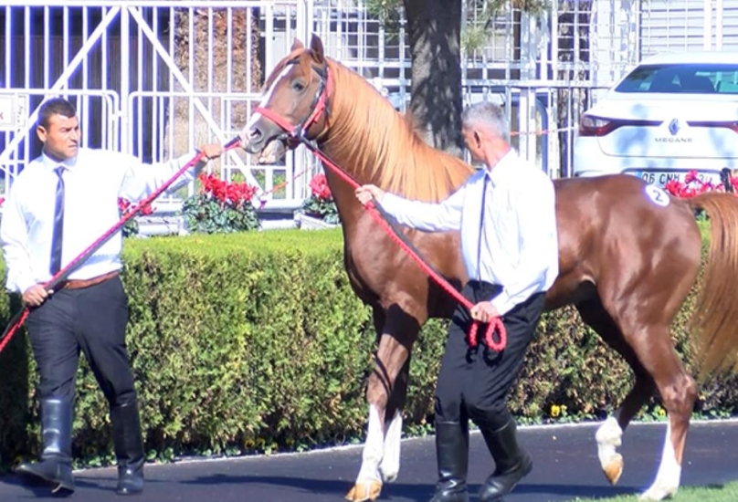 يتميز الخيل العربي الأصيل بجمال شكله الخارجي، إذ يتراوح ارتفاعه ما بين 150 إلى 160 سم