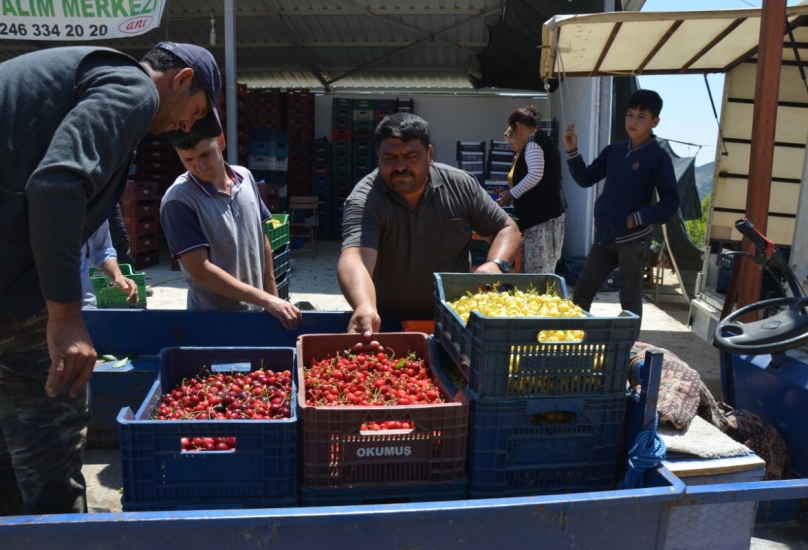 حلت روسيا في المركز الأول ضمن البلدان الأكثر استيراداً للكرز التركي