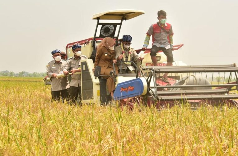 Peran Vital Sektor Pertanian di Era Modern