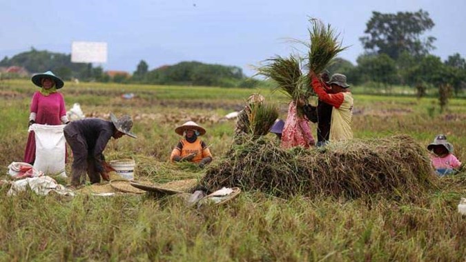 Ketahanan Pangan Nasional: Tantangan, Strategi, dan Harapan Indonesia